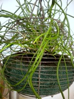 Panier à salade ancien, porte-plante